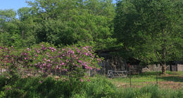 Imagem de Robinia hispida L.