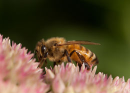 Image of honey bees