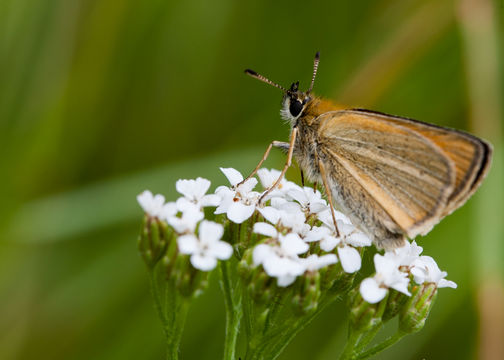 Image of essex skipper