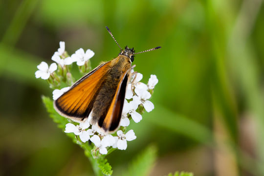 Image of essex skipper