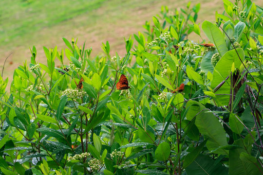 Image of Great Spangled Fritillary