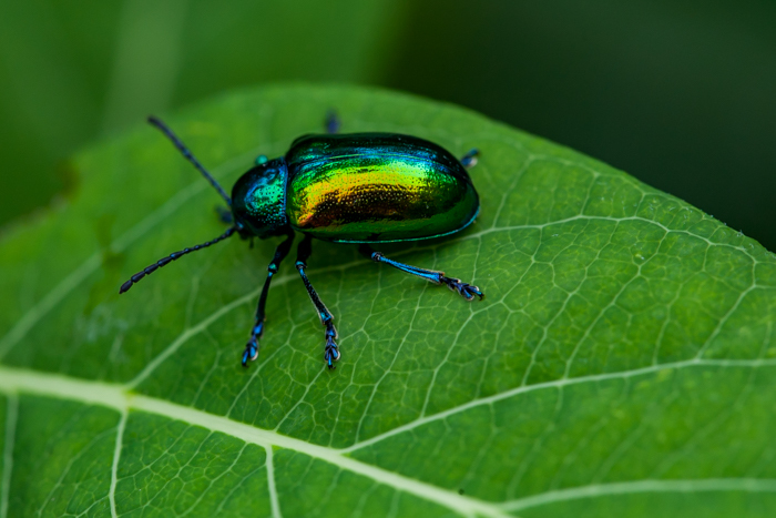 Image of Dogbane Beetle