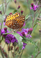 Image of Great Spangled Fritillary