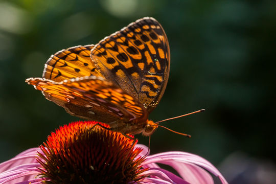 Image of Great Spangled Fritillary