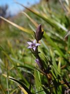 Imagem de Gentianella amarella (L.) Börner