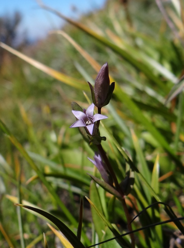 Image of autumn dwarf gentian