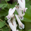 Image de Dicentra canadensis (Goldie) Walp.