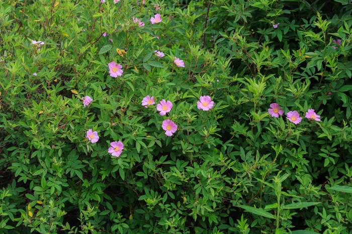 Rosa virginiana J. Herrmann resmi