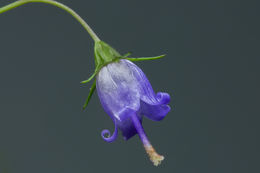 Image of small bonny bellflower