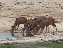 Image of Greater Kudu