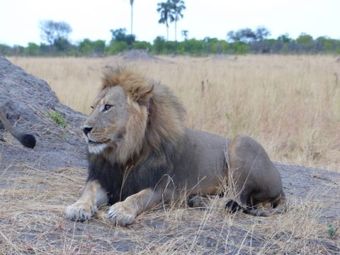 Image of African Lion