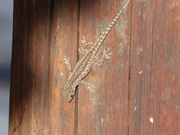 Image of Cape dwarf gecko