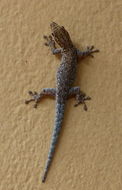 Lygodactylus chobiensis Fitzsimons 1932 resmi