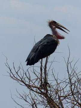 Image of Marabou Stork