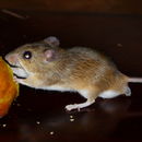 Image of Namaqua Rock Mouse