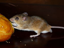 Image of Namaqua Rock Mouse