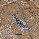 Chondrodactylus W. Peters 1870 resmi