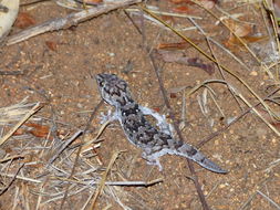 Image of Turner's thick-toed gecko