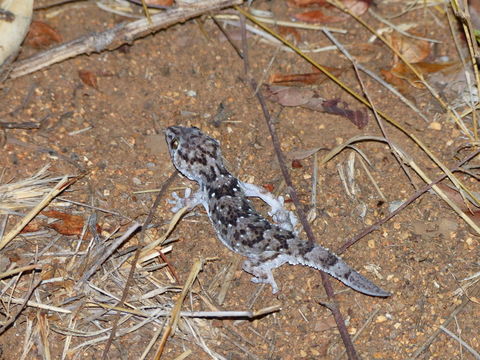 Image of Turner's thick-toed gecko