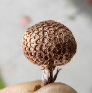 Image of American sycamore