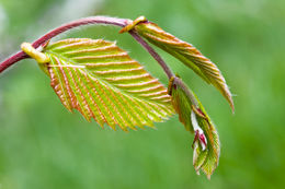 Image of American beech