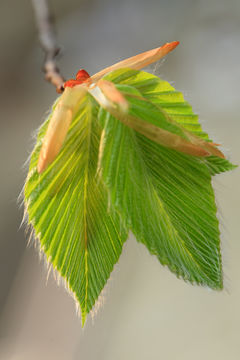 Image de Hêtre à grandes feuilles