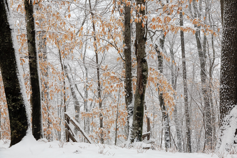 Image de Hêtre à grandes feuilles