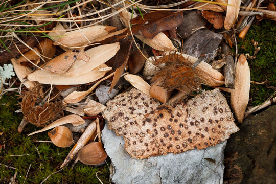 Image of American beech