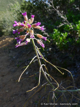 Image of California rockcress