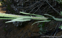 Image of California rockcress