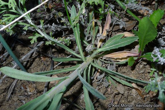 Image of California rockcress