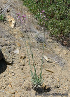 Image of California rockcress