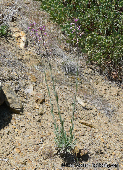 Image of California rockcress