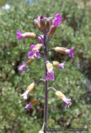 Image of California rockcress