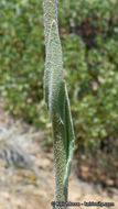 Image of California rockcress