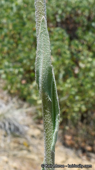 Image of California rockcress