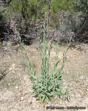 Plancia ëd Boechera californica (Rollins) Windham & Al-Shehbaz