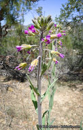 Image of California rockcress