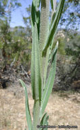 Image of California rockcress