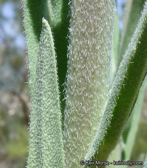 Image of California rockcress