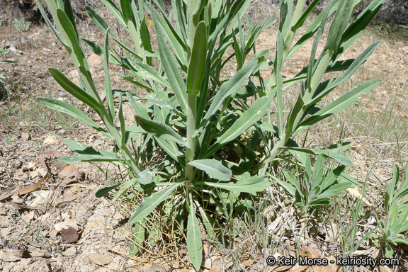 Image of California rockcress