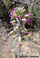 Image of California rockcress