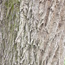 Image of American Ash