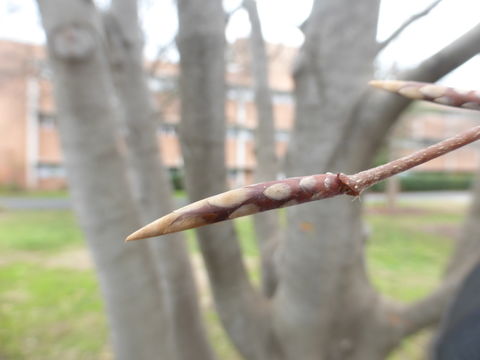 Image of European beech