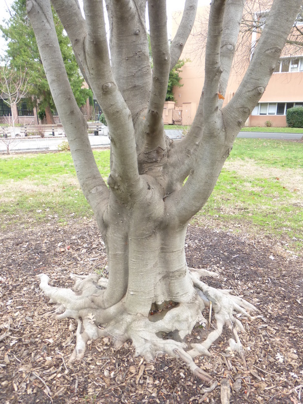 Image of European beech