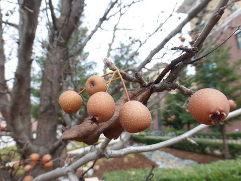 Plancia ëd Pyrus calleryana Decne.