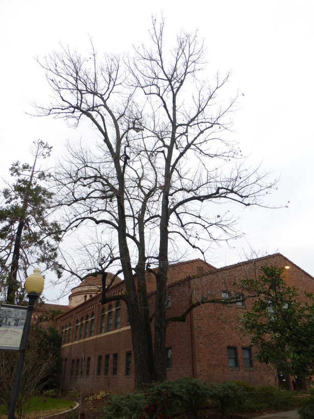 Image of American Basswood