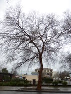 Image of Chinese elm