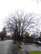 Imagem de Zelkova serrata (Thunb.) Makino