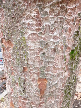 Imagem de Zelkova serrata (Thunb.) Makino